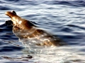 Blainville's Beaked Whale