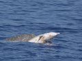 Blainville's Beaked Whale