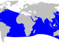 Blainville's Beaked Whale