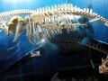 Blainville's Beaked Whale