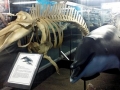 Blainville's Beaked Whale