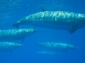 Blainville's Beaked Whale
