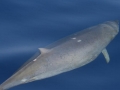 Blainville's Beaked Whale