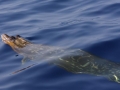 Blainville's Beaked Whale