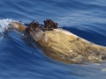 Blainville's Beaked Whale