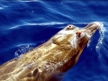 Blainville's Beaked Whale