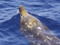 Blainville's Beaked Whale