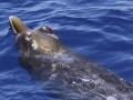 Blainville's Beaked Whale