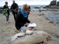 Blainville's Beaked Whale