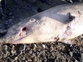 Blainville's Beaked Whale