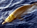 Blainville's Beaked Whale