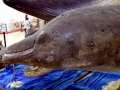 Blainville's Beaked Whale