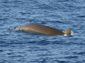 Blainville's Beaked Whale