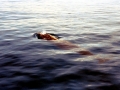 Blainville's Beaked Whale