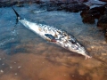 Blainville's Beaked Whale