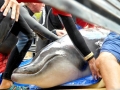 Blainville's Beaked Whale