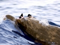 Blainville's Beaked Whale