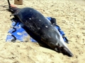 Blainville's Beaked Whale