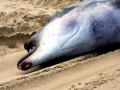 Blainville's Beaked Whale