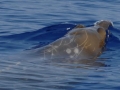 Blainville's Beaked Whale