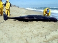 Blainville's Beaked Whale