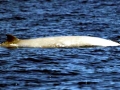 Blainville's Beaked Whale