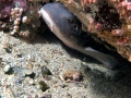 Blind Shark