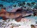 Blind Shark