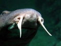Blind Shark