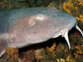 Blind Shark