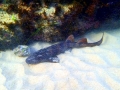 Blind Shark