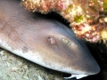 Blind Shark