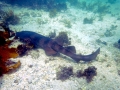 Blind Shark