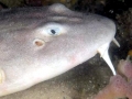 Blind Shark