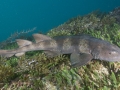 Blind Shark
