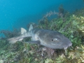 Blind Shark