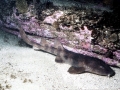 Blind Shark