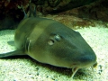 Blind Shark