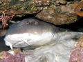Blind Shark
