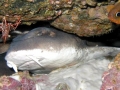 Blind Shark