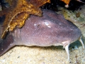Blind Shark