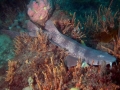 Blind Shark