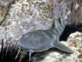 Blind Shark