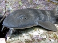 Blind Shark