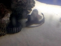 Blind Shark