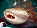 Blind Shark