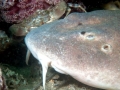 Blind Shark