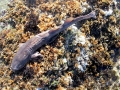 Blind Shark