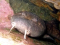 Blind Shark