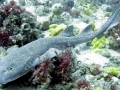 Blind Shark